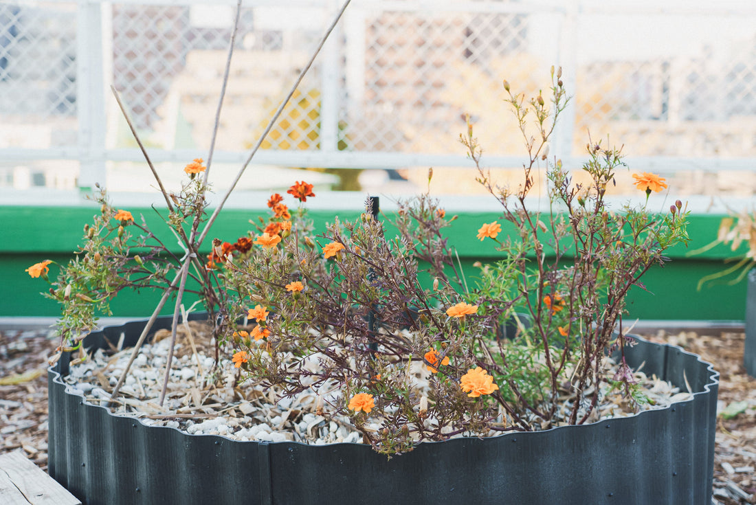 東京・世田谷から始まる、大地につながる花の循環