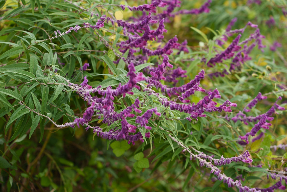 なぜ無農薬栽培の花なのか