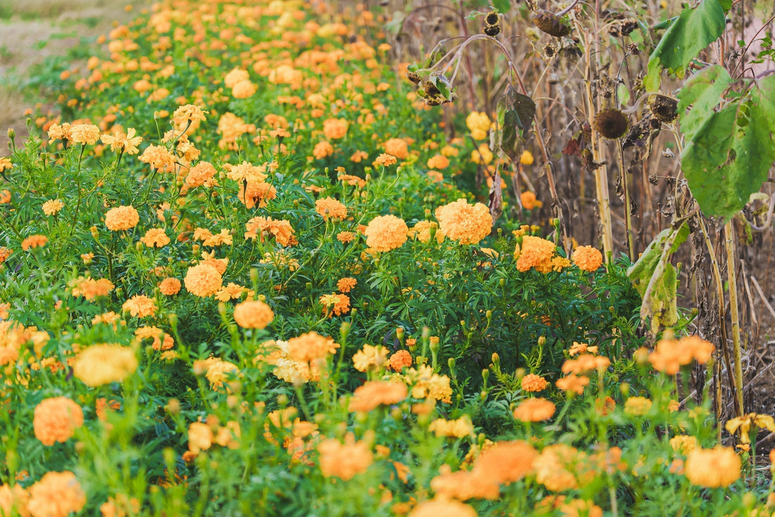 GREEN FIELD FLOWERS