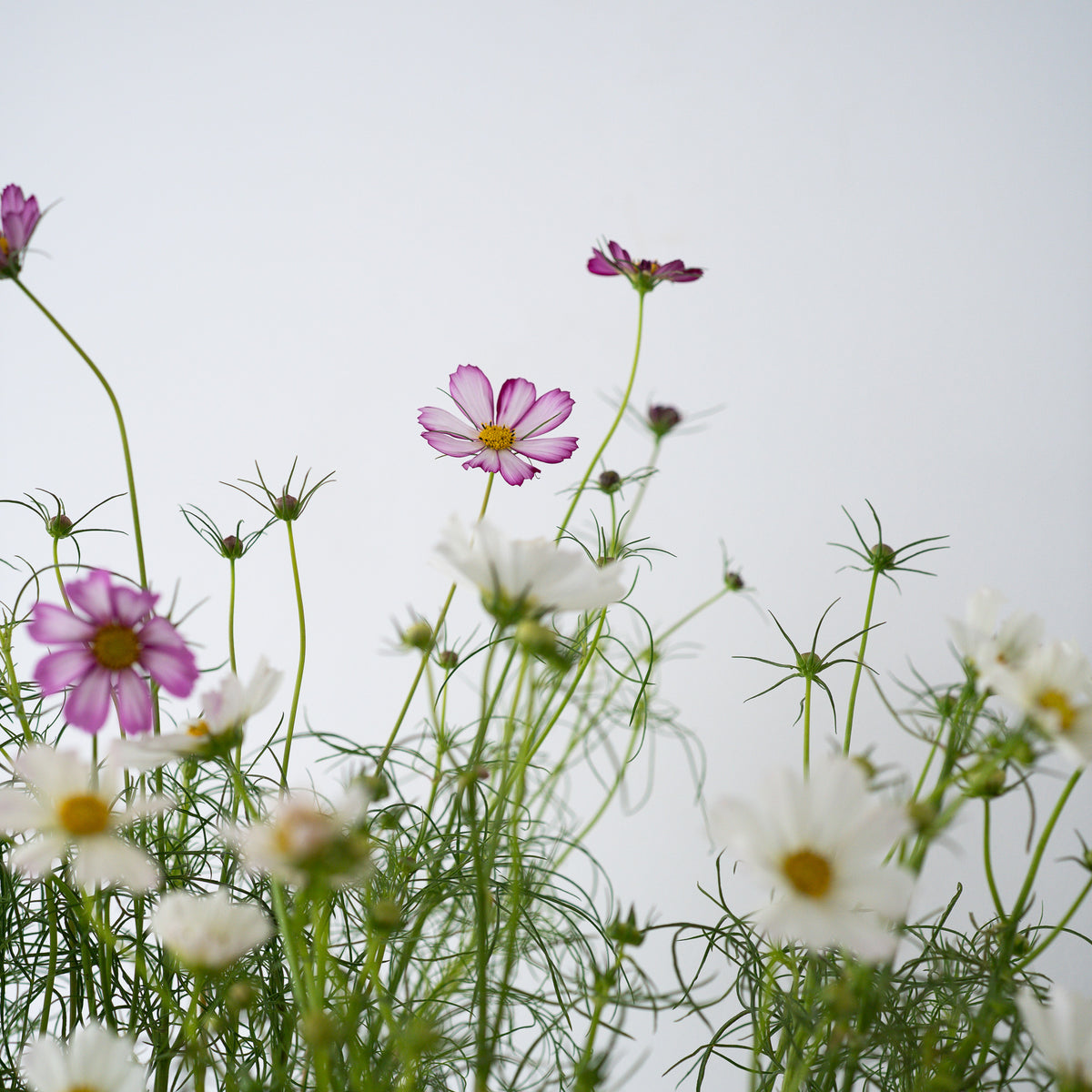 コスモスの花束　〜9月後半まで