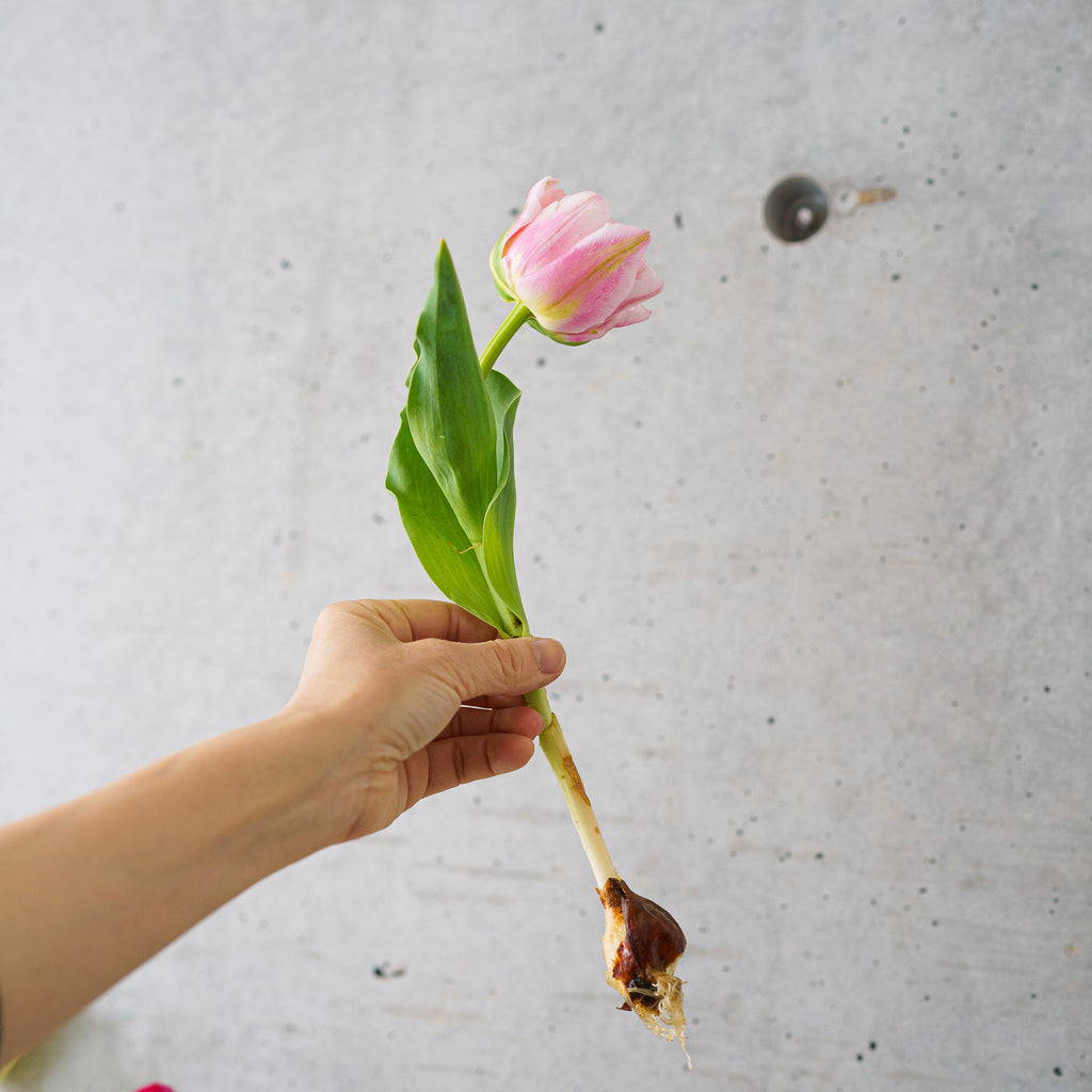 【4/18(土)お届け 翌日着エリア限定】球根付きチューリップ　¥2,750より