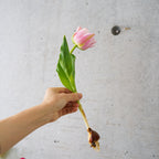 【4/18(土)お届け 翌日着エリア限定】球根付きチューリップ　¥2,750より