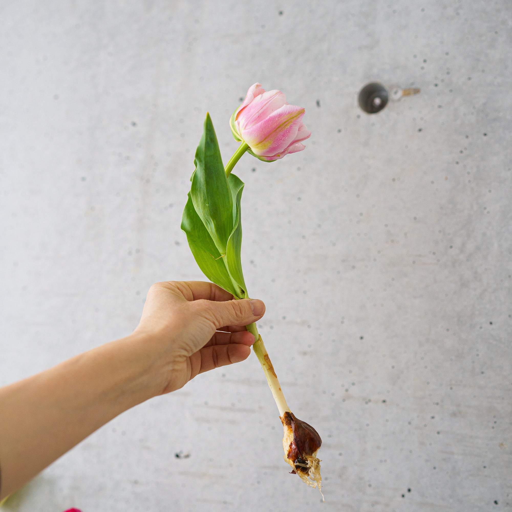 【4/18(土)お届け 翌日着エリア限定】球根付きチューリップ　¥2,750より