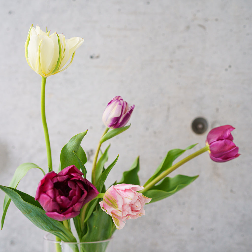 【4/18(土)お届け 翌日着エリア限定】球根付きチューリップ　¥2,750より