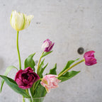 【4/18(土)お届け 翌日着エリア限定】球根付きチューリップ　¥2,750より