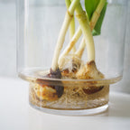 【4/18(土)お届け 翌日着エリア限定】球根付きチューリップ　¥2,750より