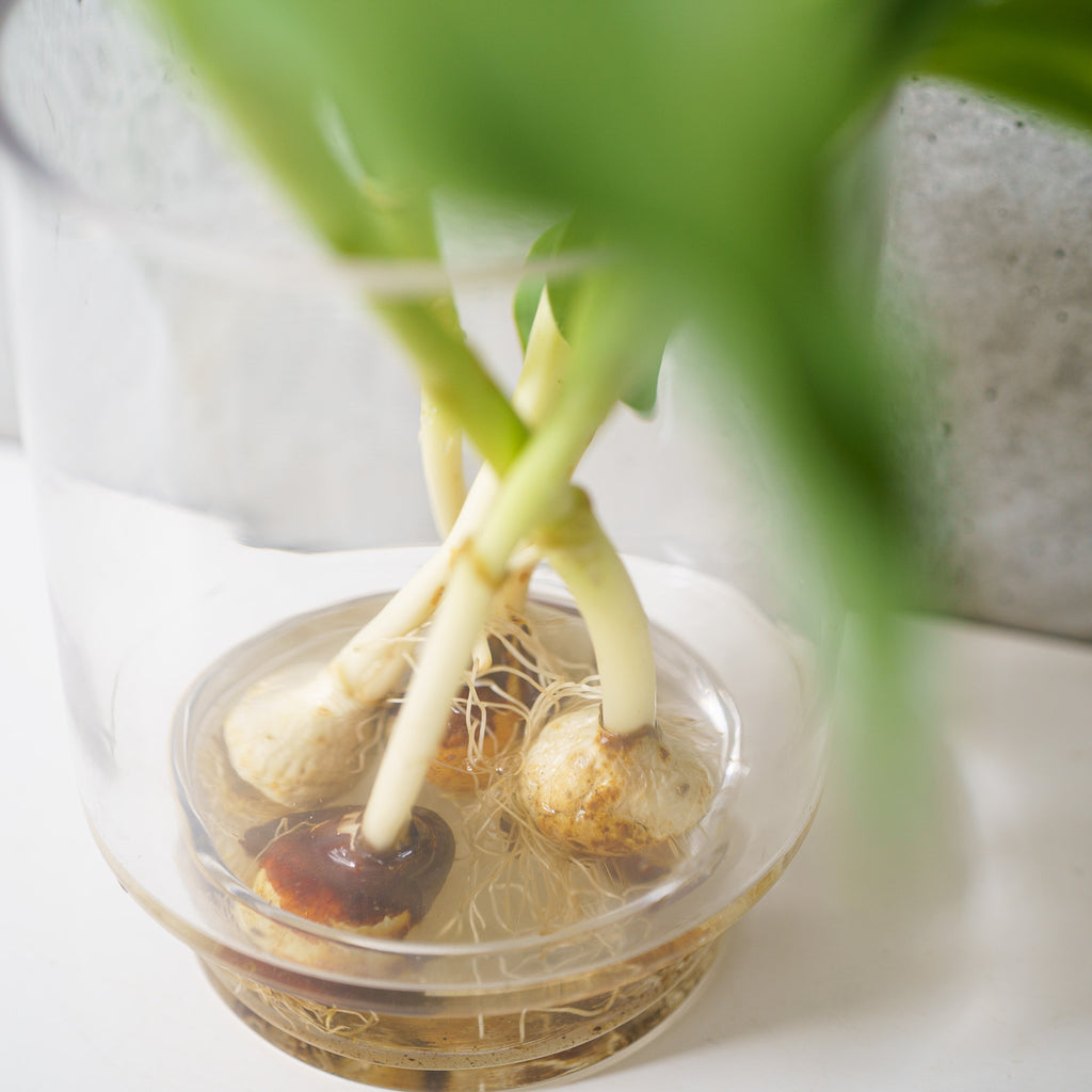 【4/19(日)お届け 翌日着エリア限定】球根付きチューリップ　¥2,750より