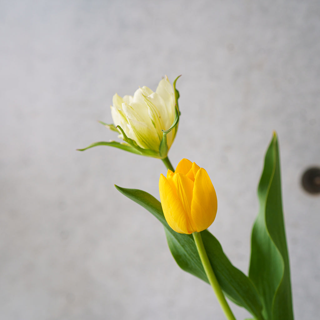 【4/19(日)お届け 翌日着エリア限定】球根付きチューリップ　¥2,750より