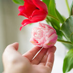 【4/18(土)お届け 翌日着エリア限定】球根付きチューリップ　¥2,750より