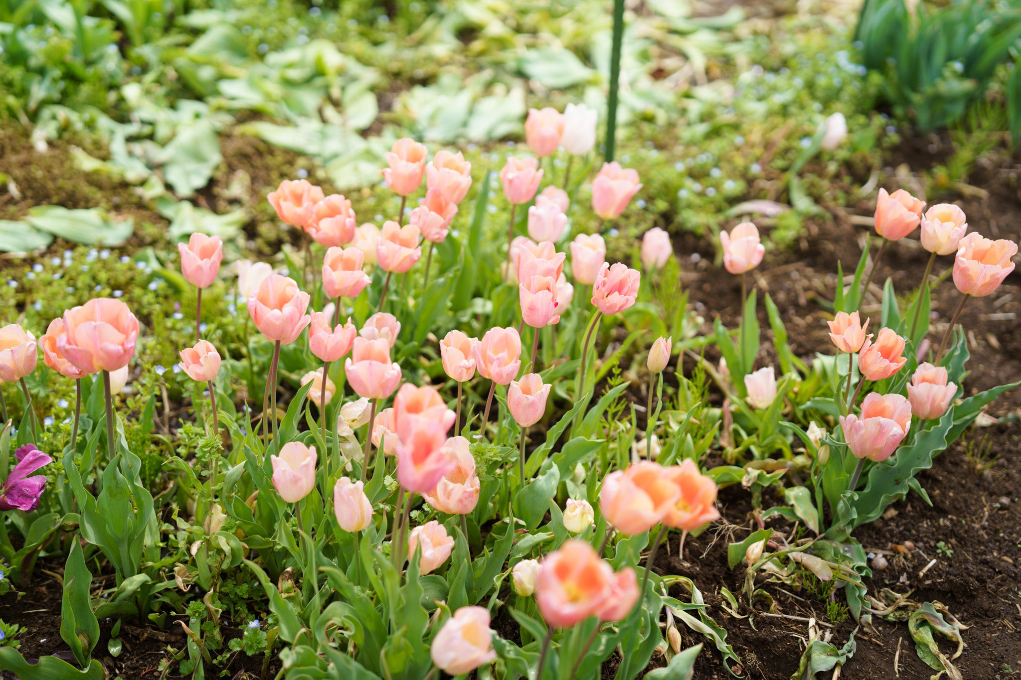 【4/18(土)お届け 翌日着エリア限定】球根付きチューリップ　¥2,750より