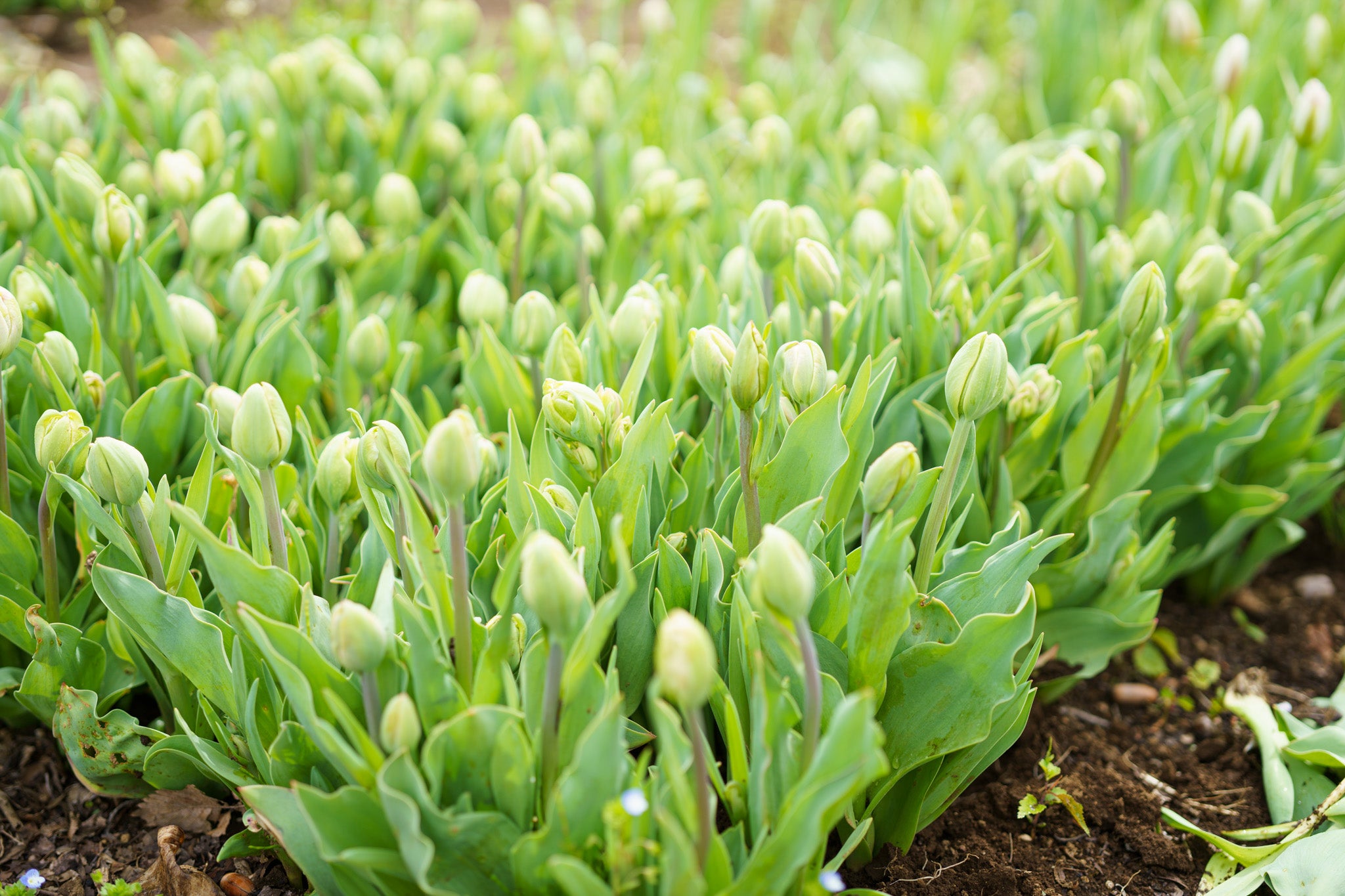 【4/18(土)お届け 翌日着エリア限定】球根付きチューリップ　¥2,750より