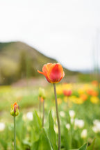 【4/18(土)お届け 翌日着エリア限定】球根付きチューリップ　¥2,750より