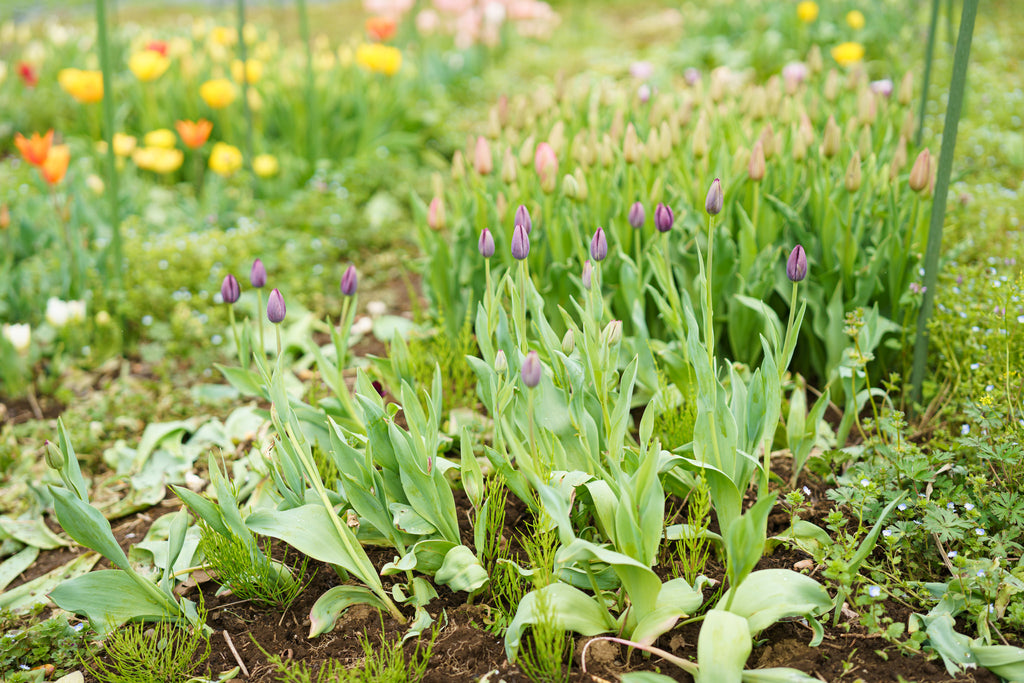 【4/18(土)お届け 翌日着エリア限定】球根付きチューリップ　¥2,750より