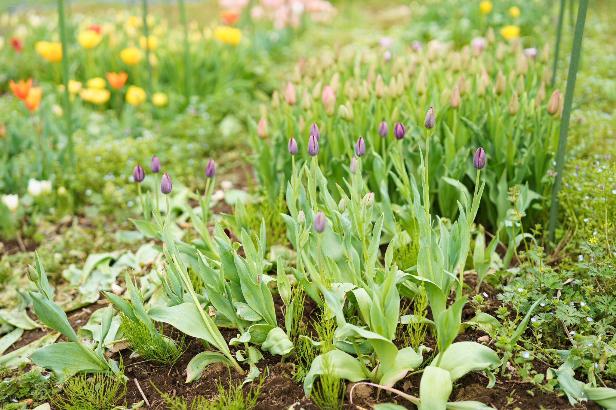 【4/18(土)お届け 翌日着エリア限定】球根付きチューリップ　¥2,750より