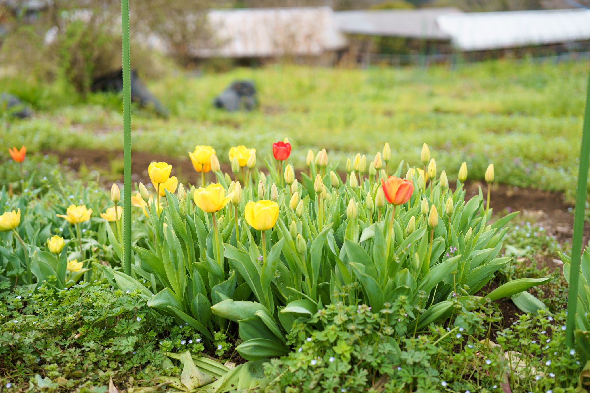 【4/18(土)お届け 翌日着エリア限定】球根付きチューリップ　¥2,750より