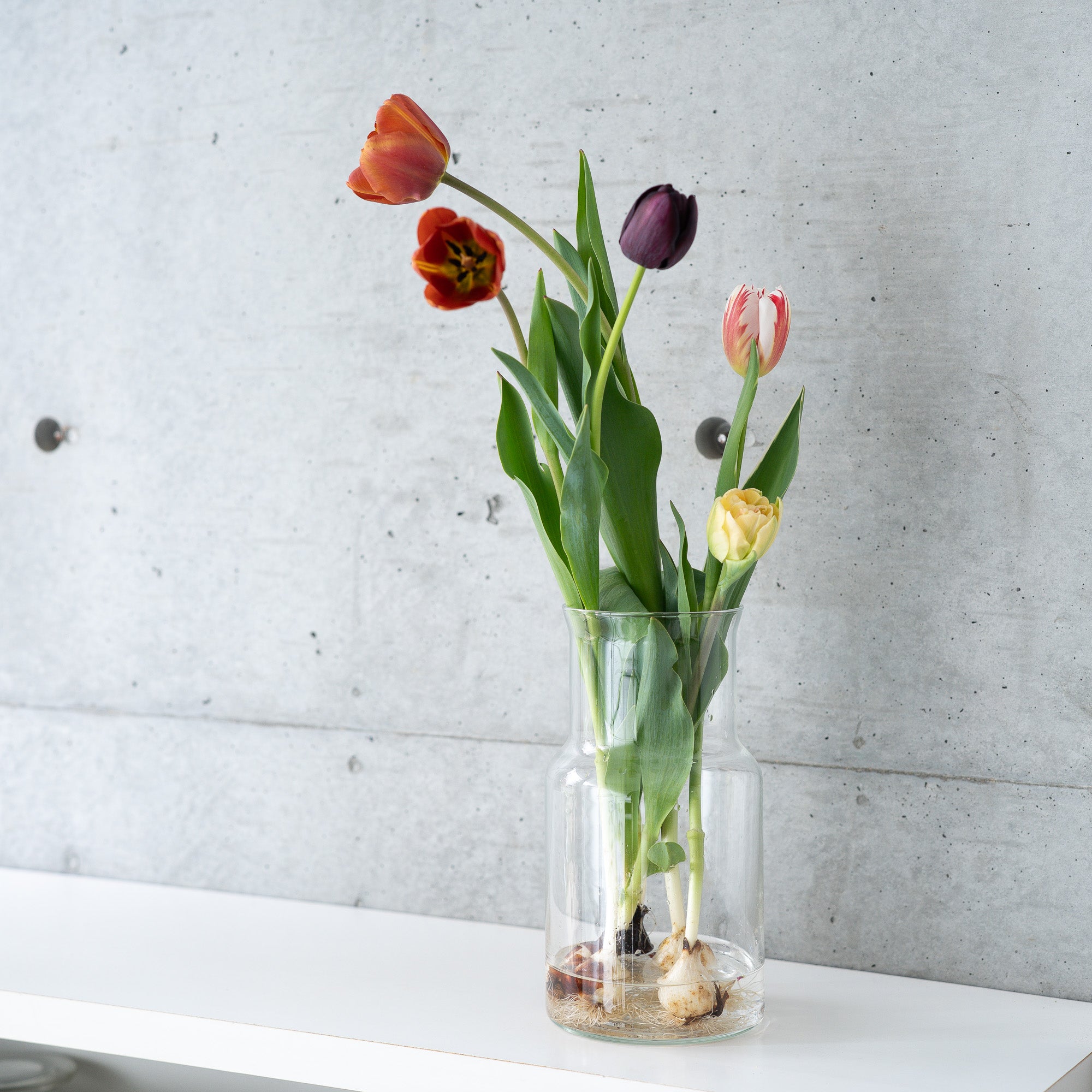 【4/18(土)お届け 翌日着エリア限定】球根付きチューリップ　¥2,750より