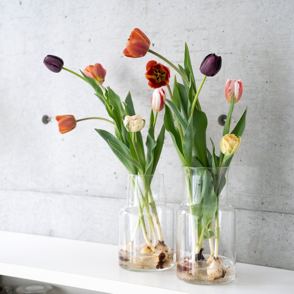 【4/18(土)お届け 翌日着エリア限定】球根付きチューリップ　¥2,750より