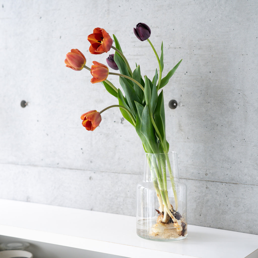 【うっとりする香りのチューリップ】球根付きチューリップ 5本 ¥3,300