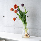 【うっとりする香りのチューリップ】球根付きチューリップ 5本 ¥3,300