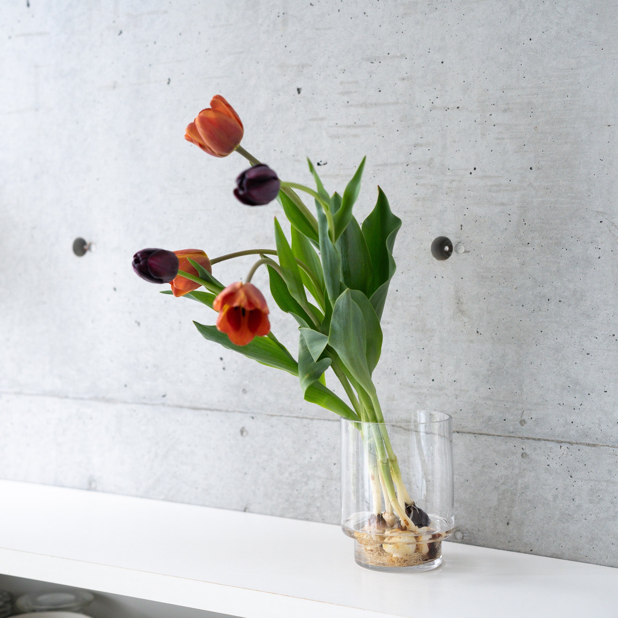 【うっとりする香りのチューリップ】球根付きチューリップ 5本 ¥3,300