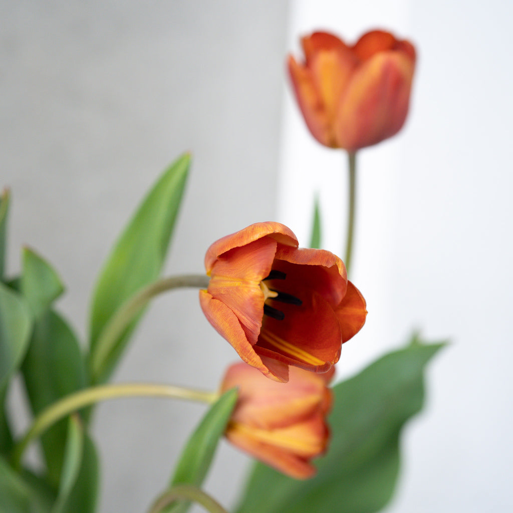 【4/18(土)お届け 翌日着エリア限定】球根付きチューリップ　¥2,750より