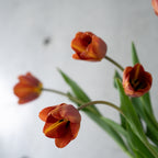 【うっとりする香りのチューリップ】球根付きチューリップ 5本 ¥3,300