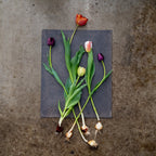 【4/19(日)お届け 翌日着エリア限定】球根付きチューリップ　¥2,750より