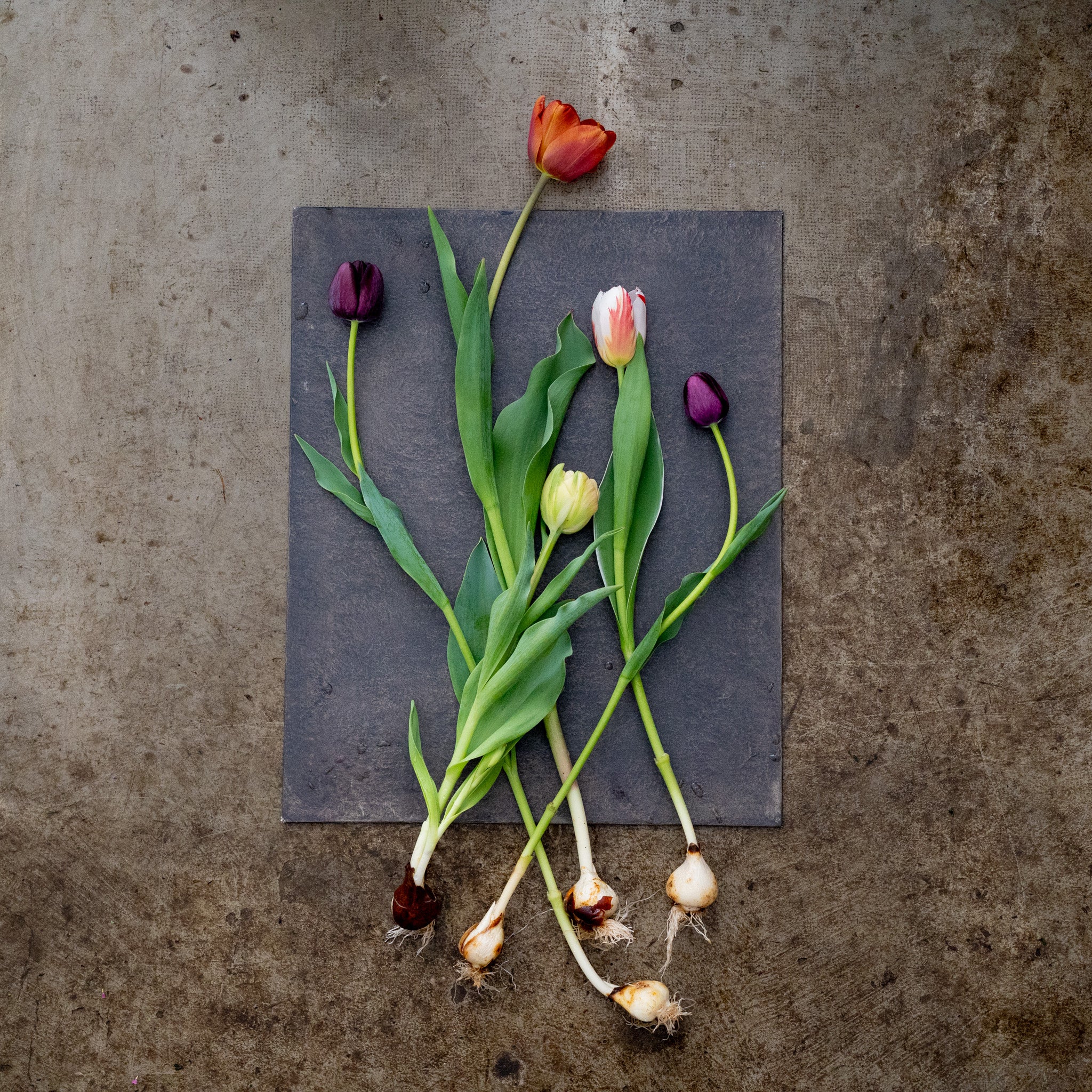 【4/19(日)お届け 翌日着エリア限定】球根付きチューリップ　¥2,750より