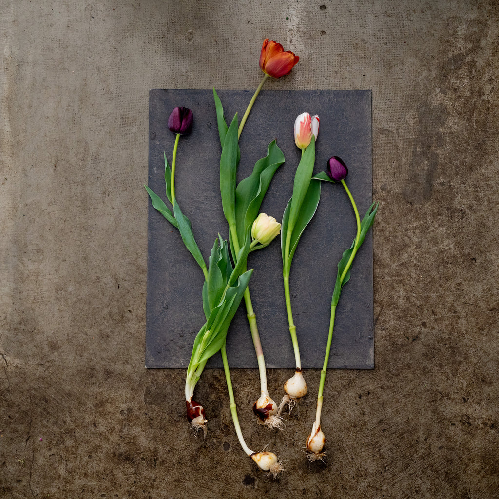 【4/18(土)お届け 翌日着エリア限定】球根付きチューリップ　¥2,750より