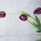 【4/18(土)お届け 翌日着エリア限定】球根付きチューリップ　¥2,750より
