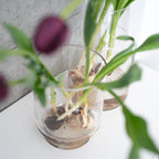 【うっとりする香りのチューリップ】球根付きチューリップ 5本 ¥3,300