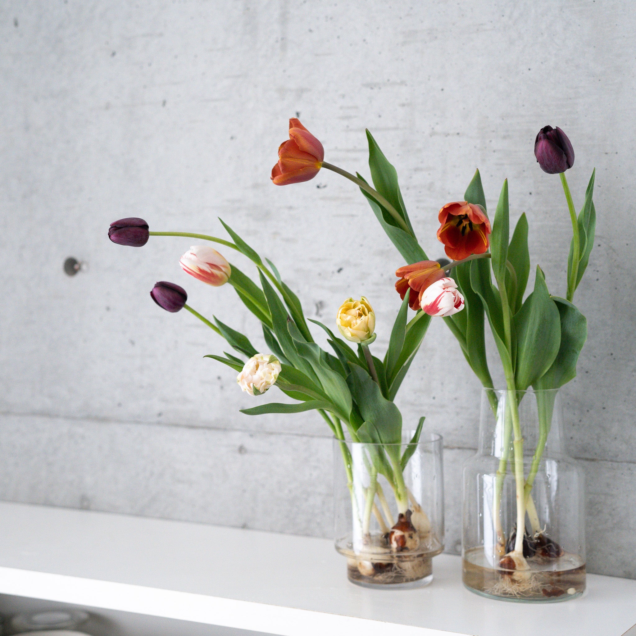 【4/19(日)お届け 翌日着エリア限定】球根付きチューリップ　¥2,750より