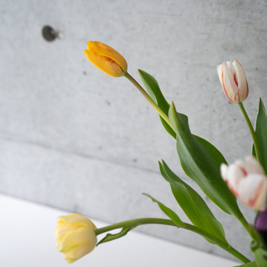 【4/18(土)お届け 翌日着エリア限定】球根付きチューリップ　¥2,750より