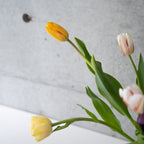 【4/18(土)お届け 翌日着エリア限定】球根付きチューリップ　¥2,750より