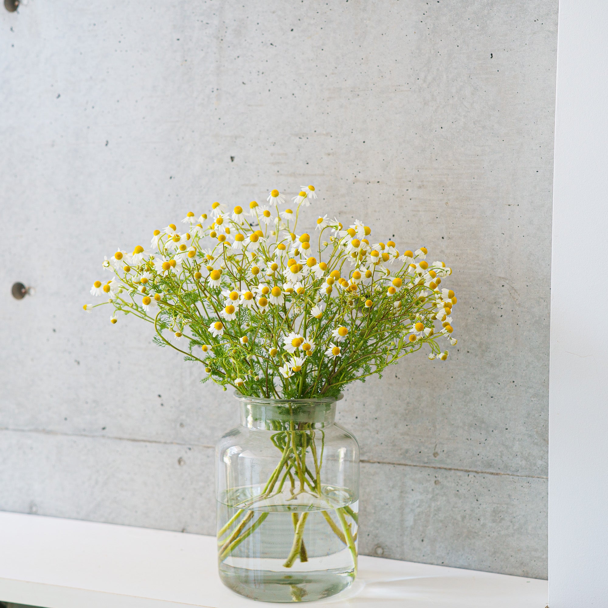 カモミールの花束 ¥4,730より 〜6月初旬まで