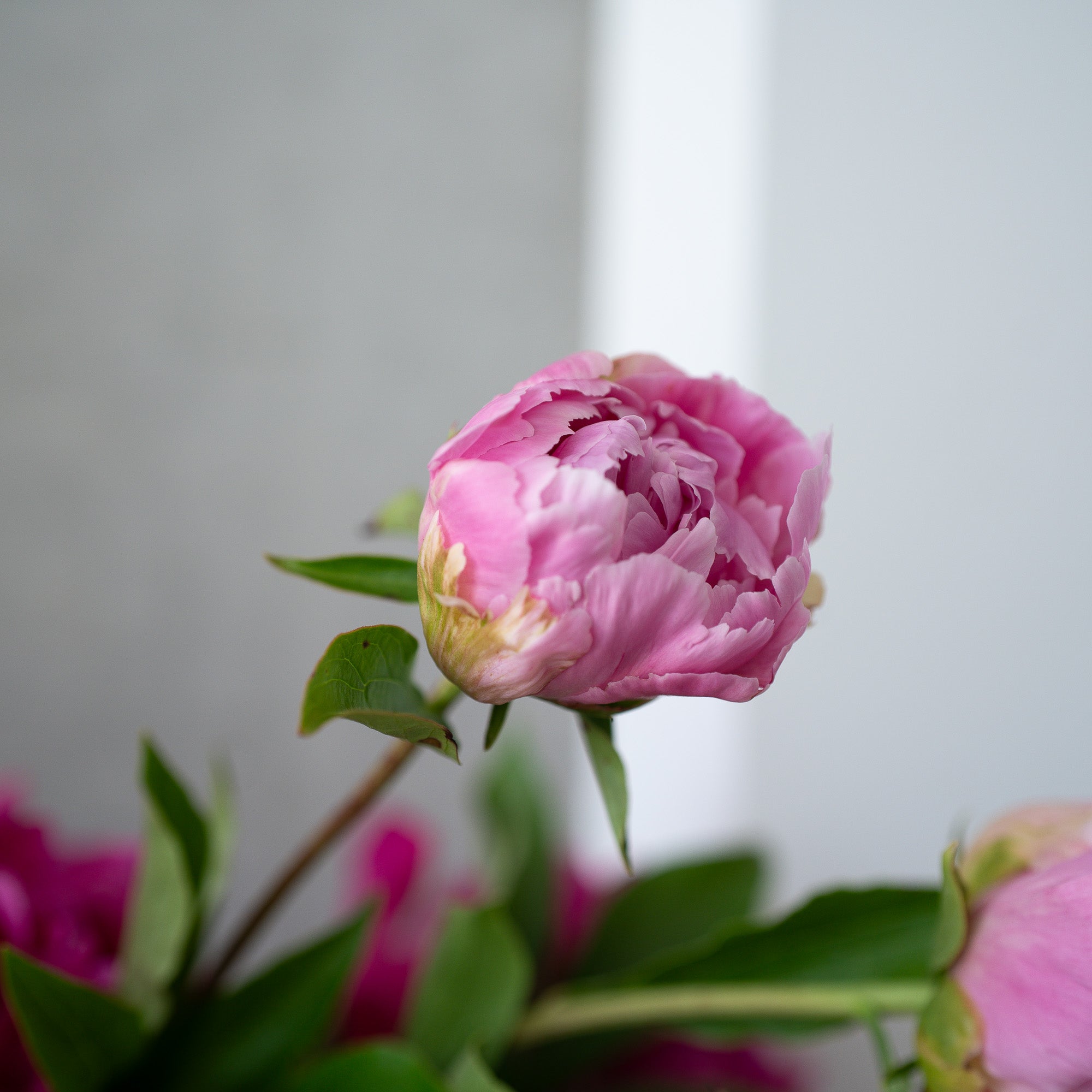 芍薬 ¥4,500より 【完売 今期終了】