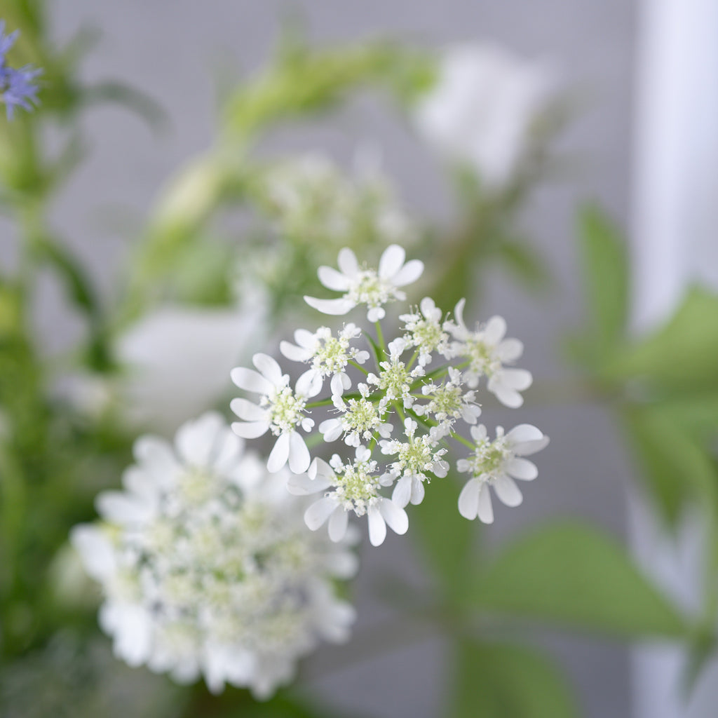 大地の花 7本セット