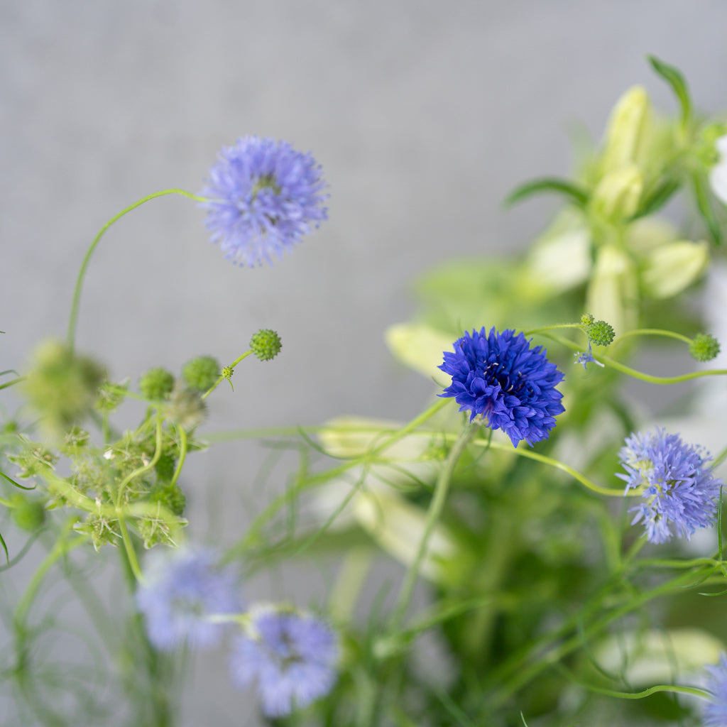 大地の花 7本セット