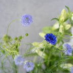 大地の花 7本セット