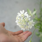 季節の花束 Sサイズ