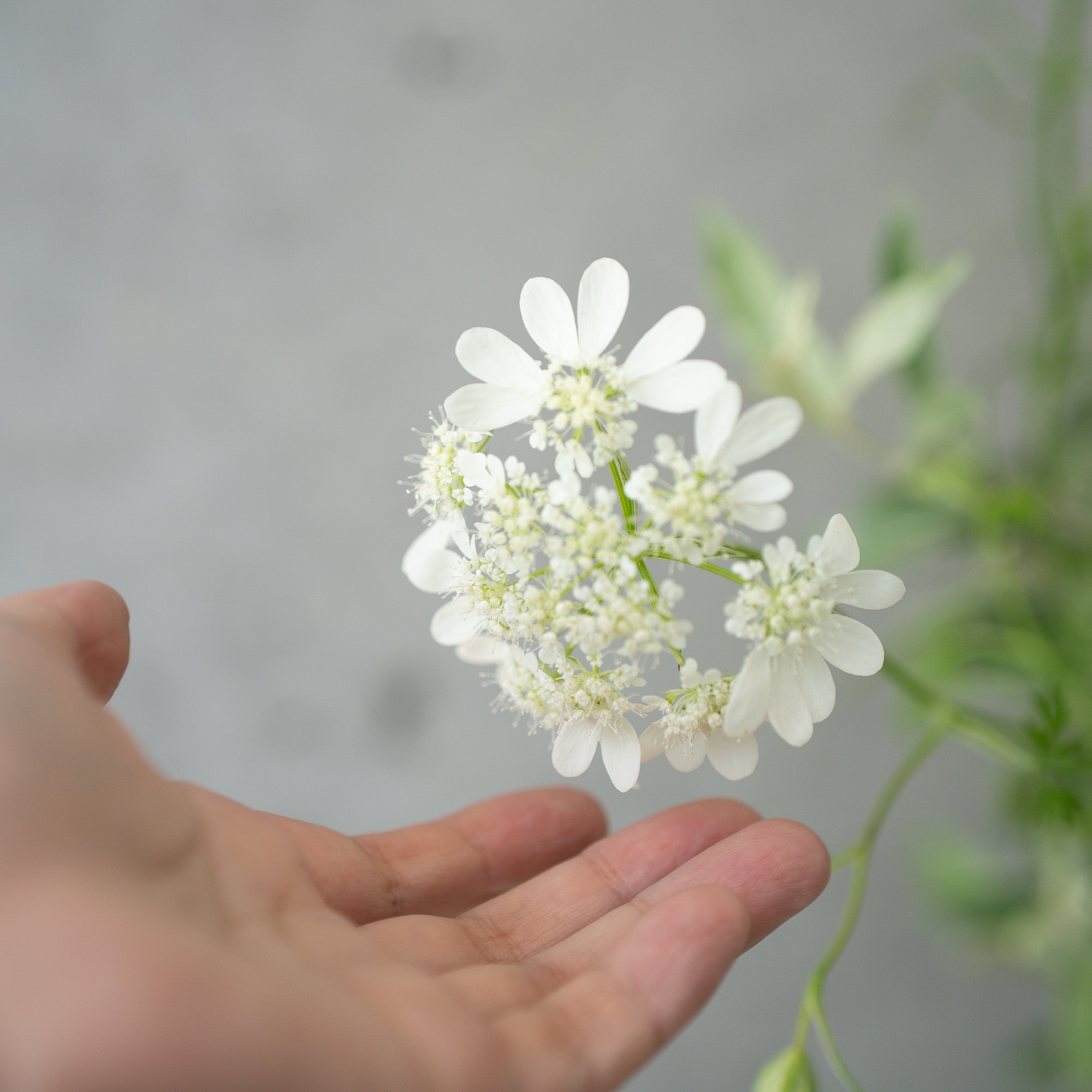 季節の花束 Sサイズ