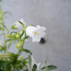 季節の花束 Mサイズ