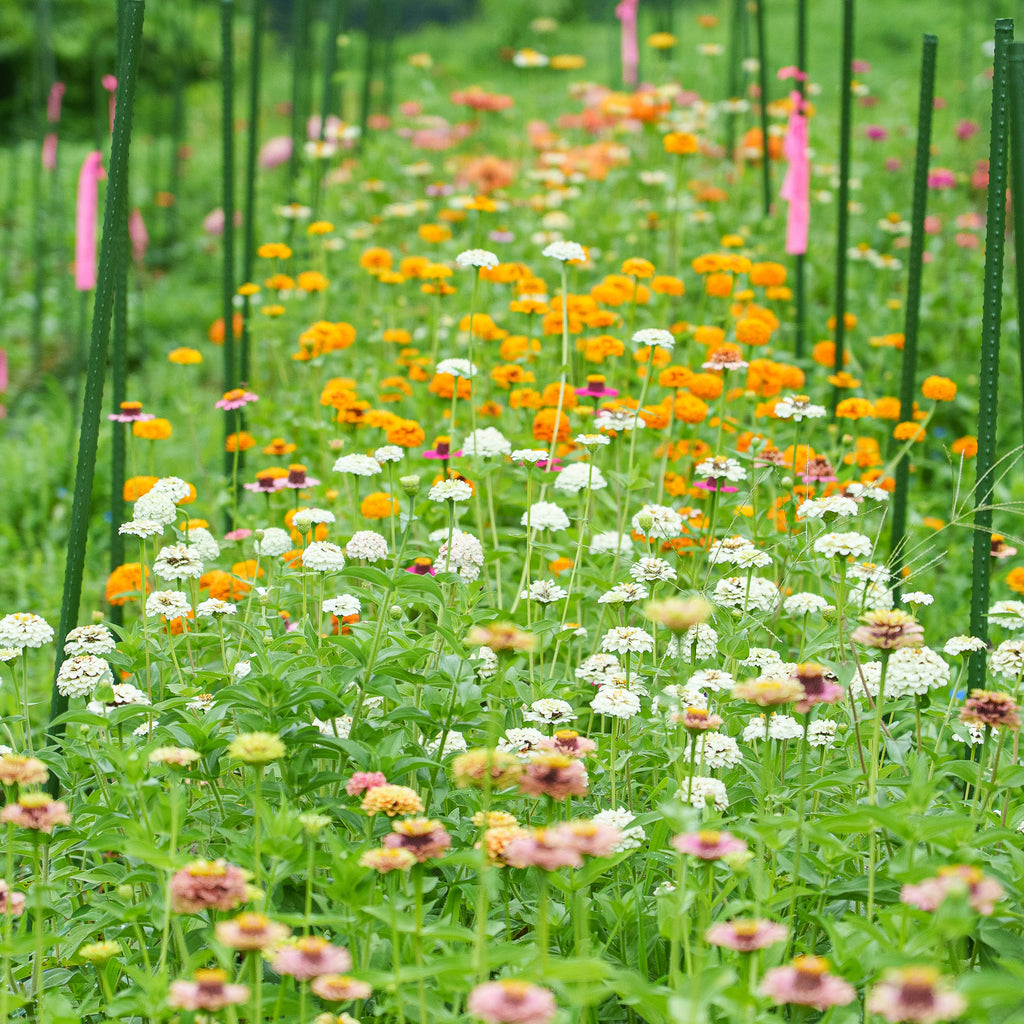 季節の花束 Lサイズ